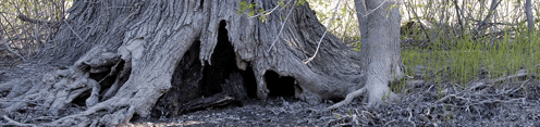 Hole at the base of a silver maple