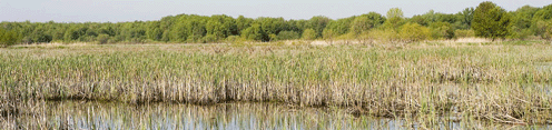 Overview of wetlands