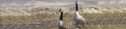 Two Canada Geese