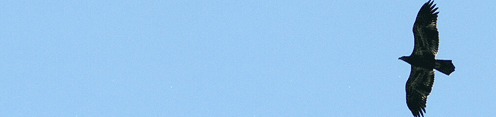 Young Bald Eagle in flight