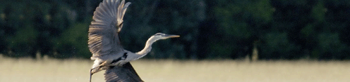 Great Blue Heron in flight